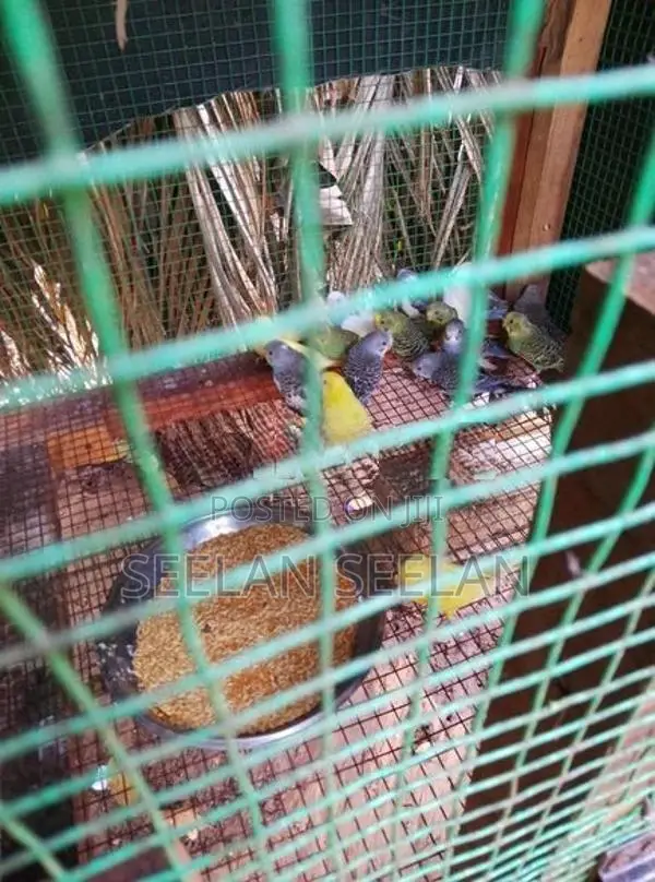 Love Birds