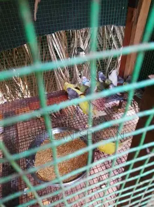 Love Birds