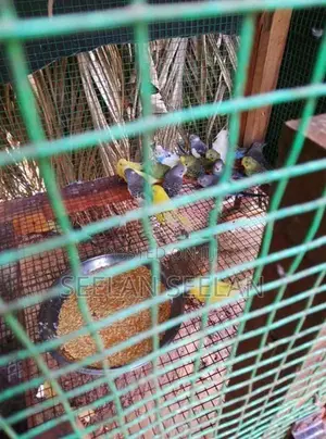 Love Birds