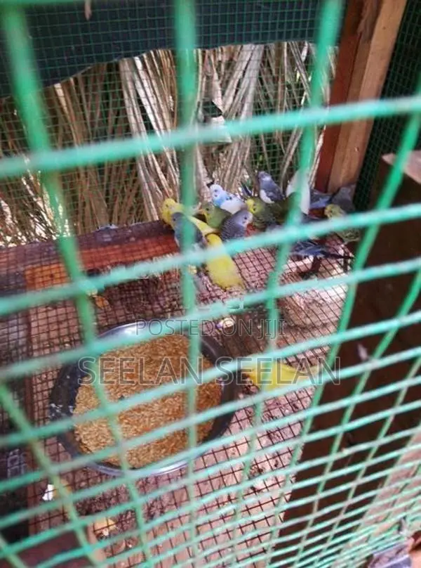 Love Birds