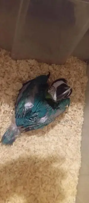 Blue With Gold Macaw