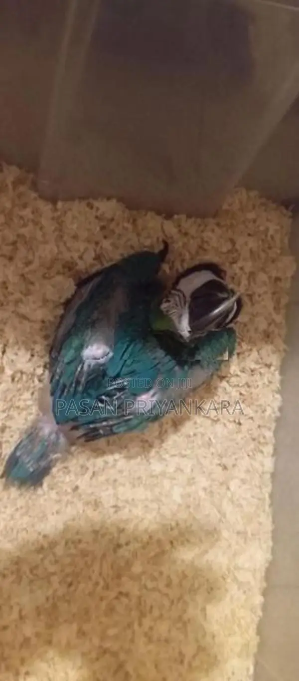 Blue With Gold Macaw