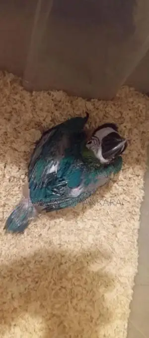 Blue With Gold Macaw