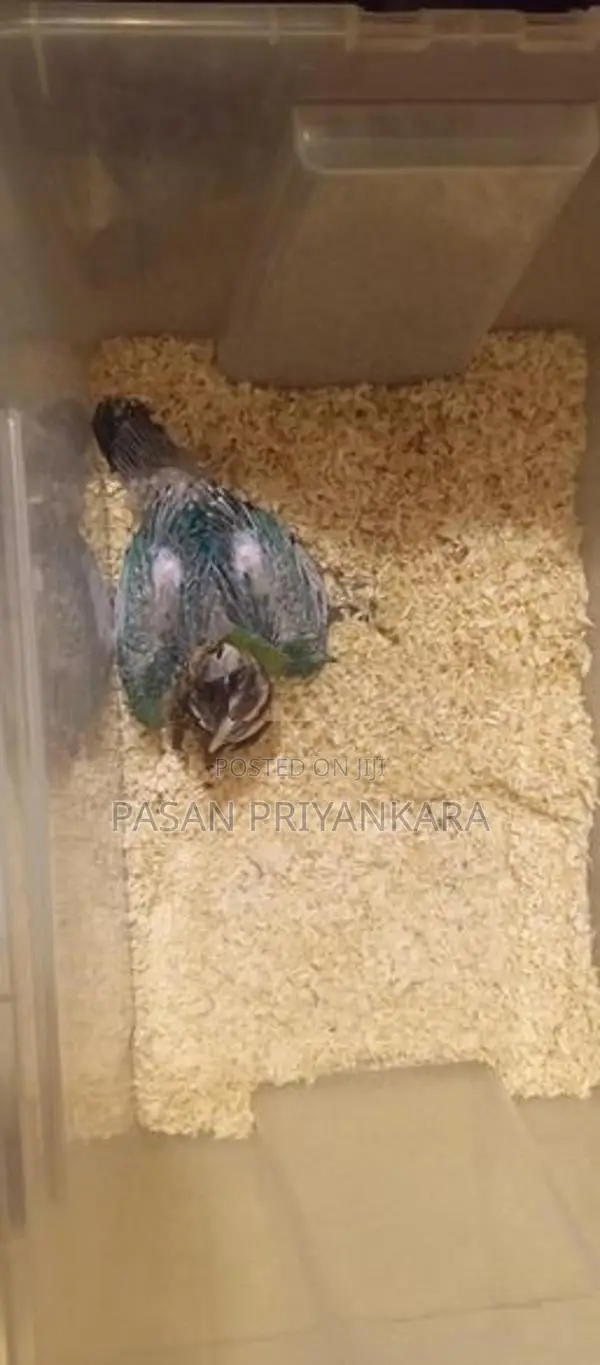 Blue With Gold Macaw