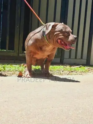 Bully Female Dog