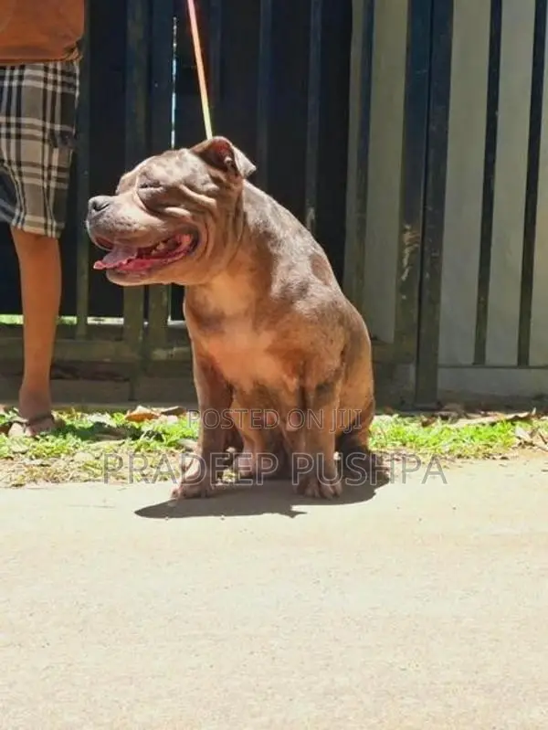 Bully Female Dog
