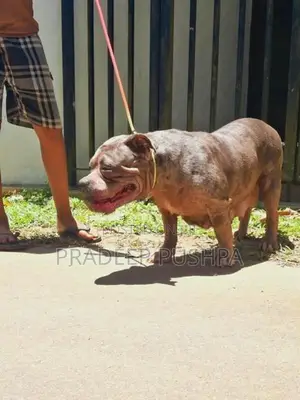 Bully Female Dog