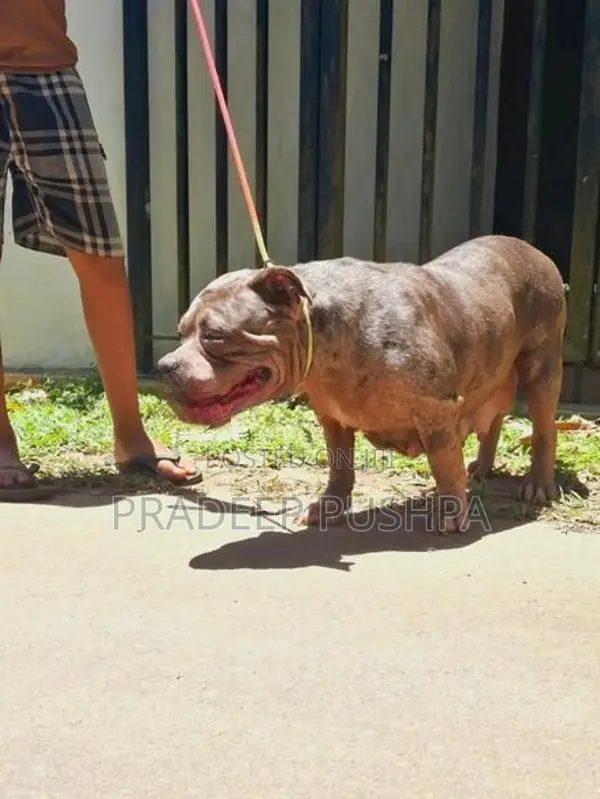 Bully Female Dog