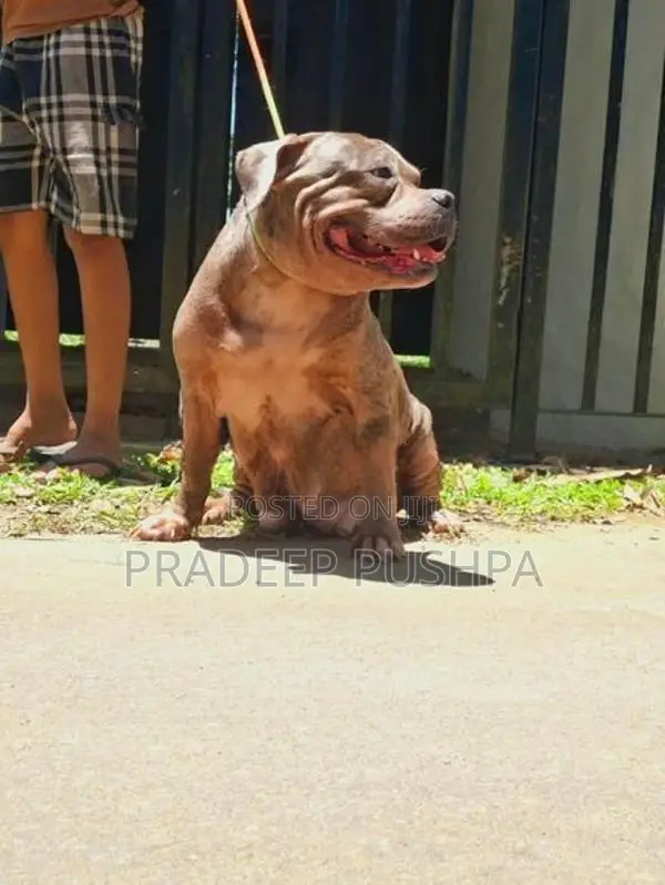Bully Female Dog