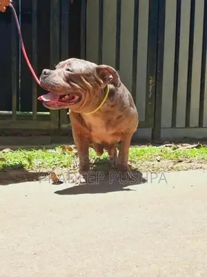 Bully Female Dog