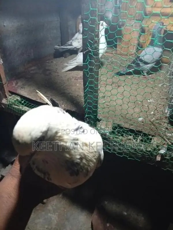 Animal