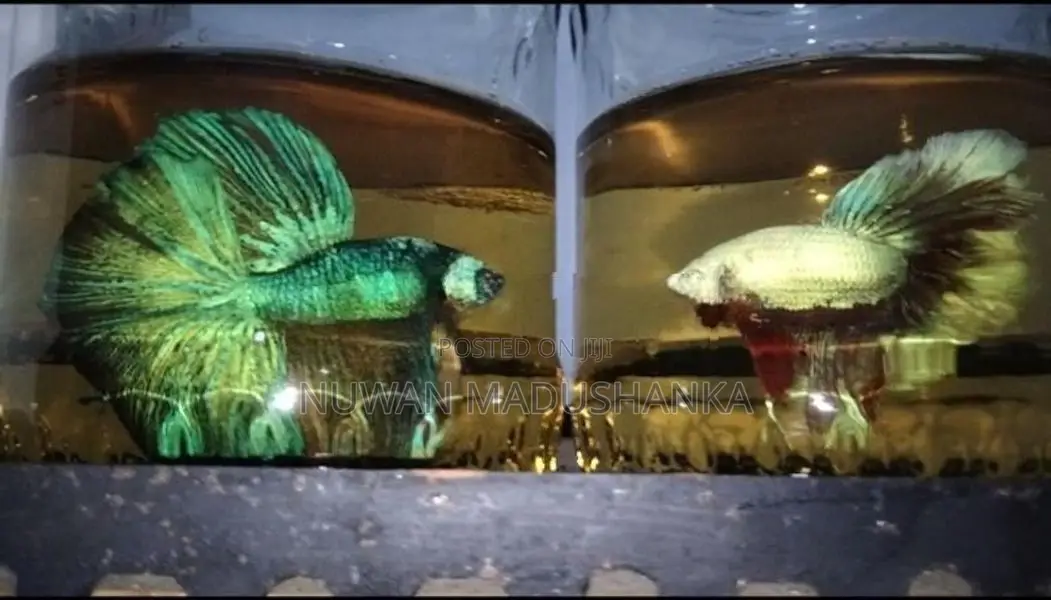 Fighter Fish