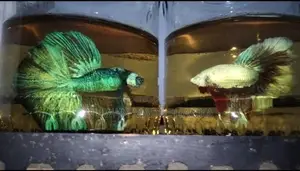 Fighter Fish
