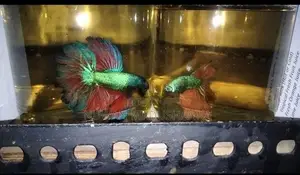 Fighter Fish
