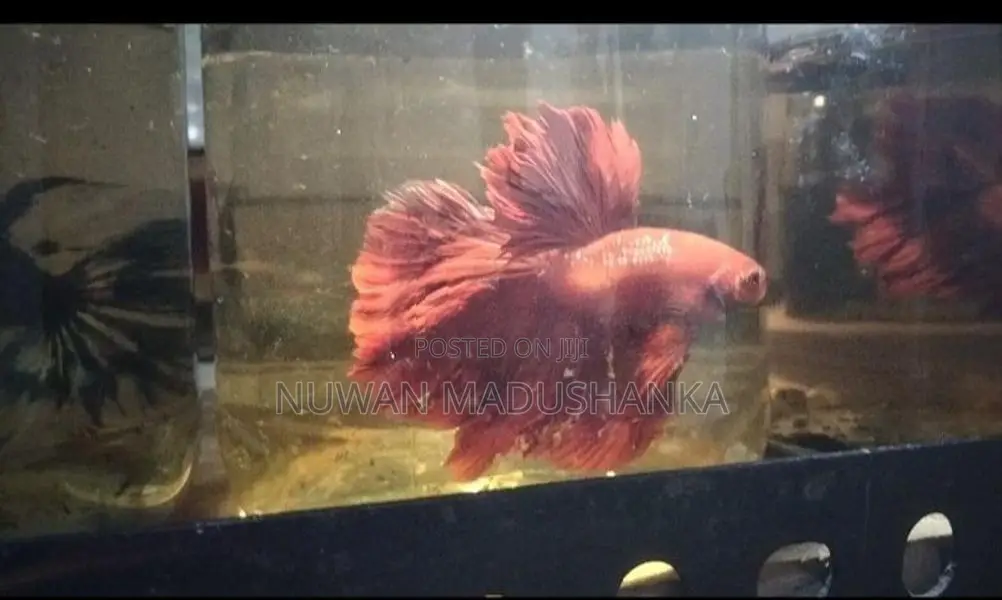 Fighter Fish