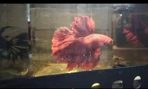 Fighter Fish