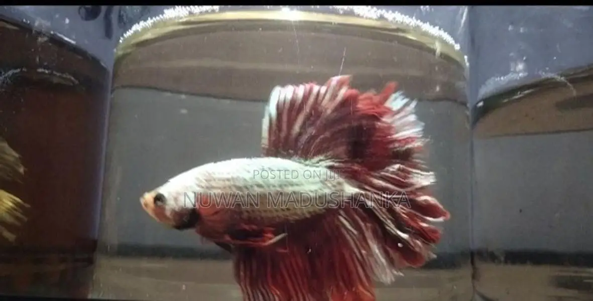 Fighter Fish