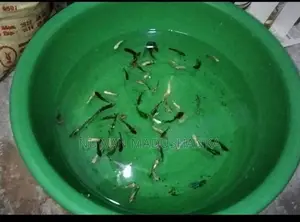 Fighter Fish