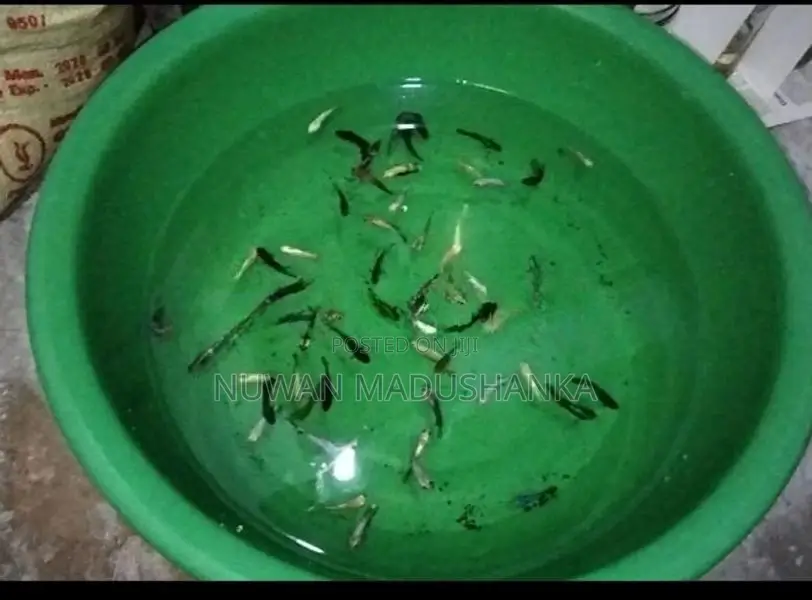 Fighter Fish