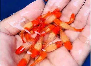 Albino Kohaku Guppy