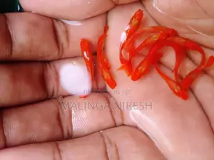 Albino Kohaku Guppy