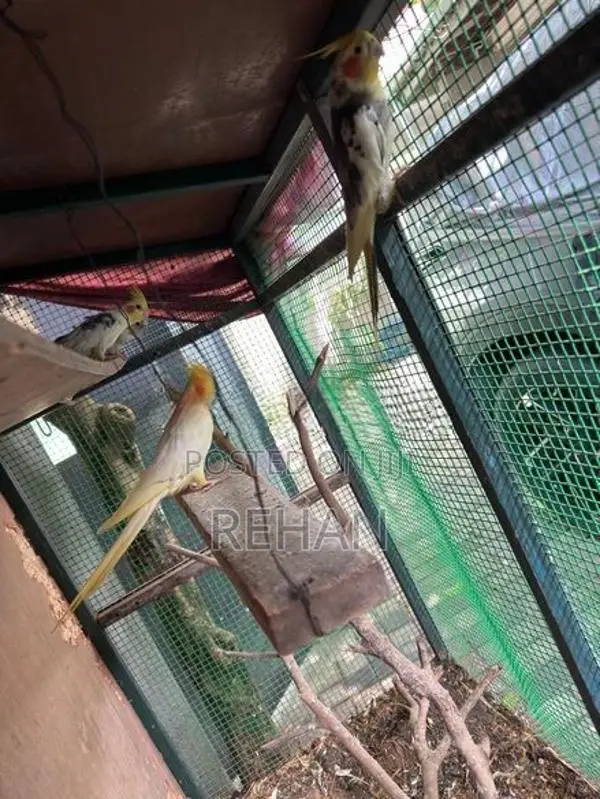Cockatiel Birds with Cage