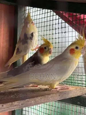 Cockatiel Birds with Cage