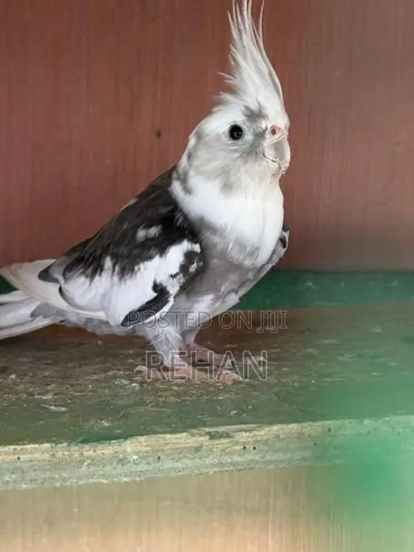 Cockatiel Birds with Cage