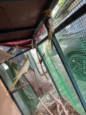 Cockatiel Birds with Cage