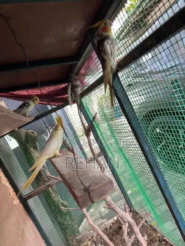 Cockatiel Birds with Cage