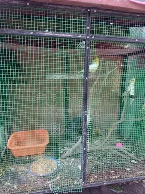 Cockatiel Birds with Cage