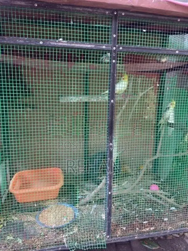 Cockatiel Birds with Cage