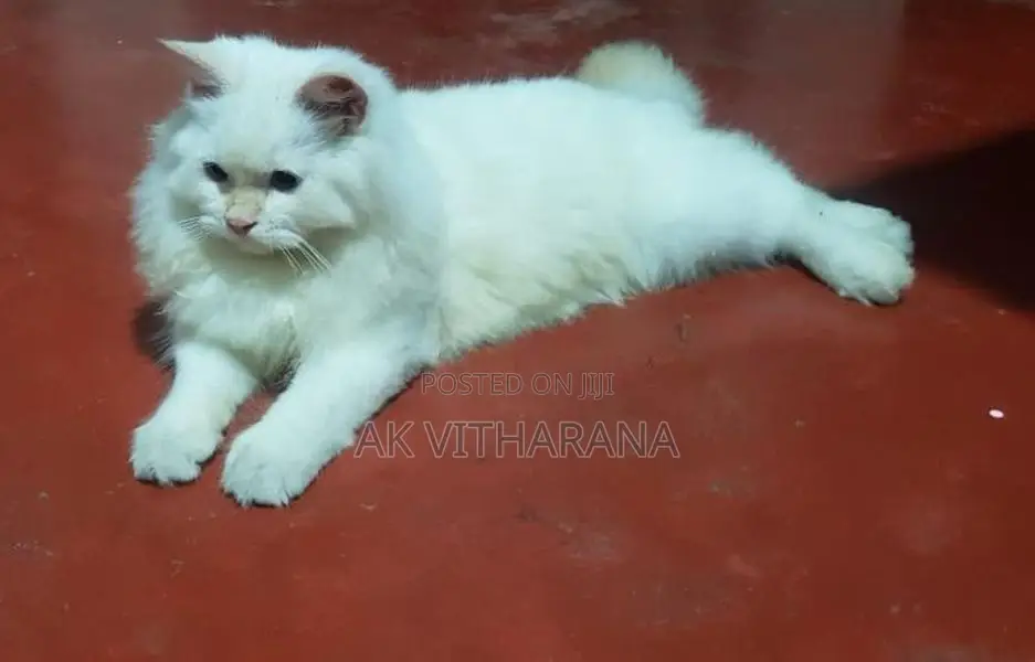 Persian Cats