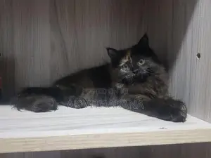 Persian Cats