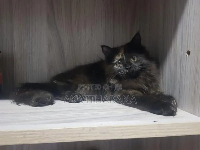 Persian Cats