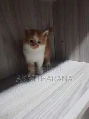 Persian Cats