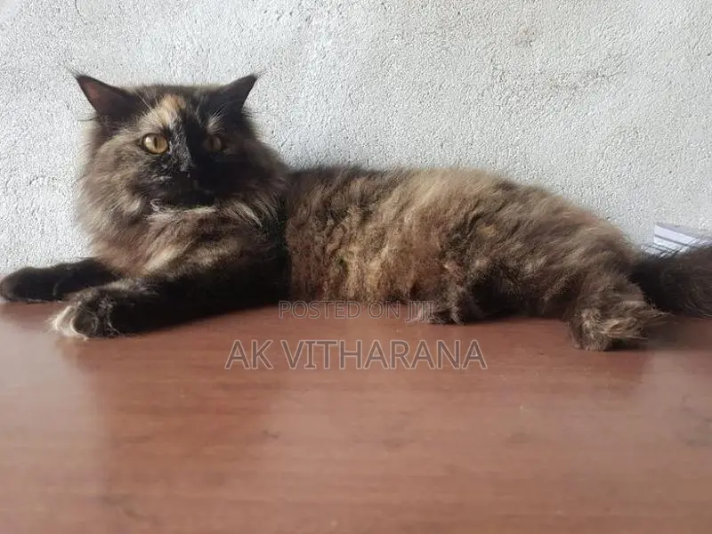 Persian Cats