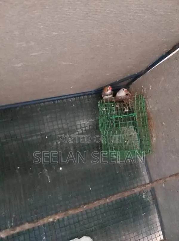 Finch Birds