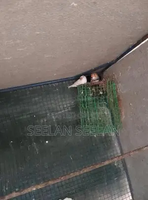 Finch Birds