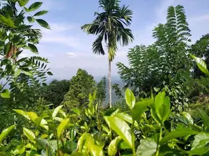 අක්කර 7 ක තේ ඉඩමක් කොළඹට ආසන්න සංචාරක ප්‍රදේශයකින්