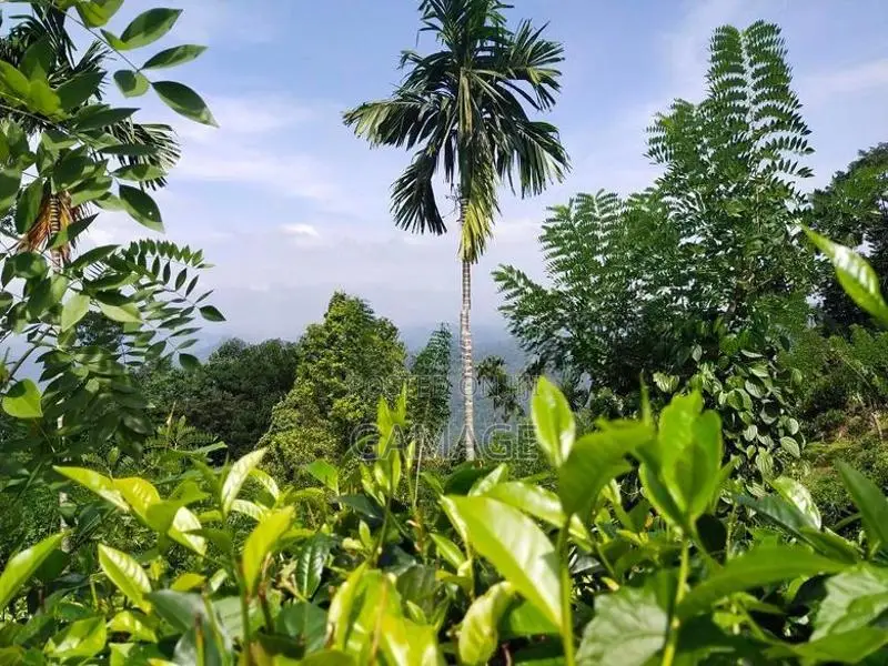 අක්කර 7 ක තේ ඉඩමක් කොළඹට ආසන්න සංචාරක ප්‍රදේශයකින්