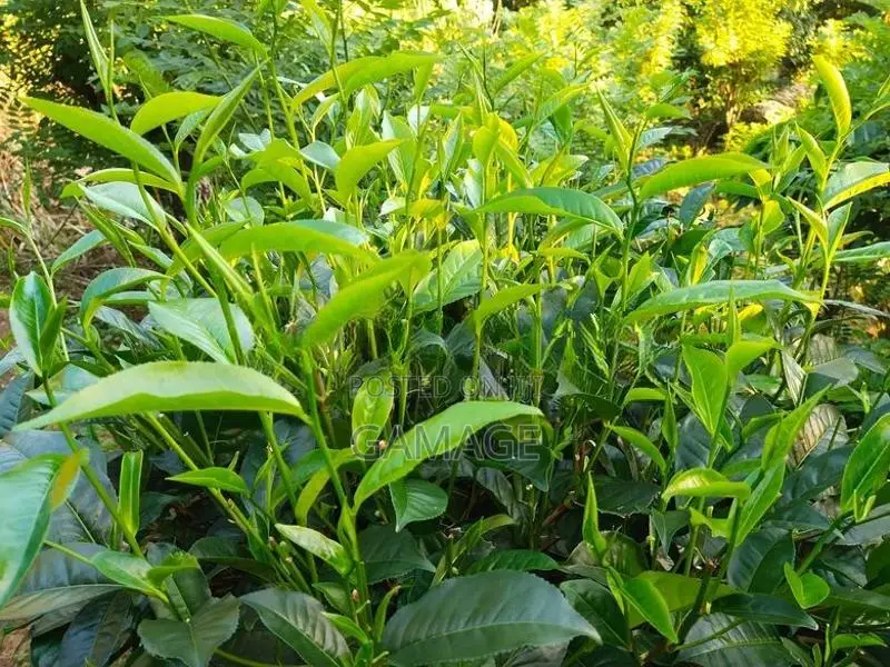 අක්කර 7 ක තේ ඉඩමක් කොළඹට ආසන්න සංචාරක ප්‍රදේශයකින්