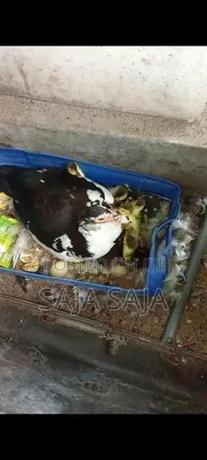 Duck Chick With Eggs - Poultry