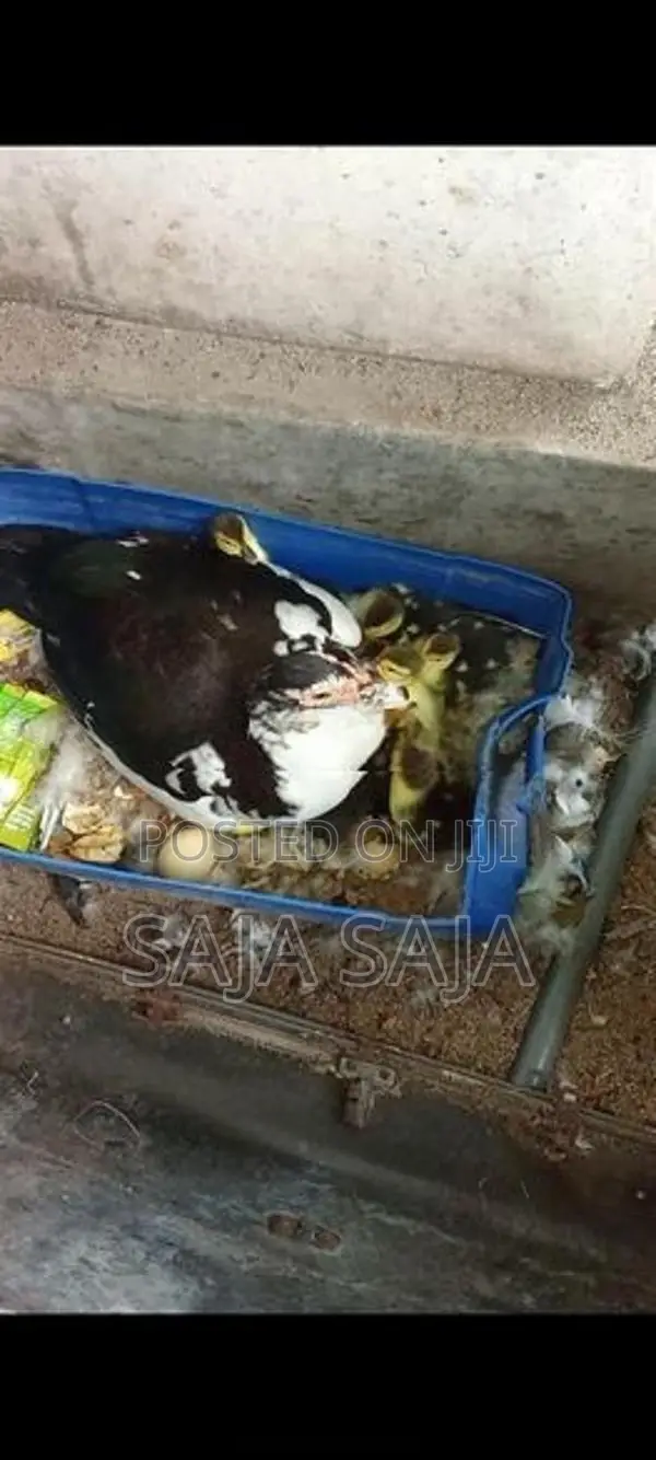 Duck Chick With Eggs - Poultry