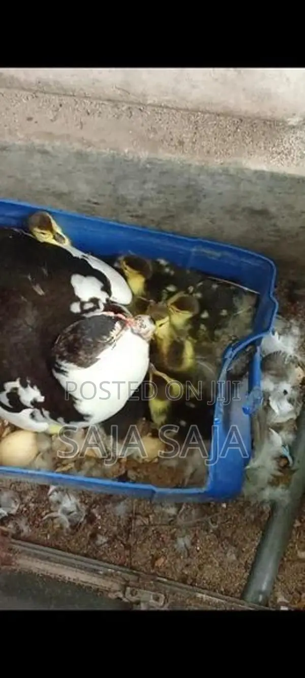 Duck Chick With Eggs - Poultry