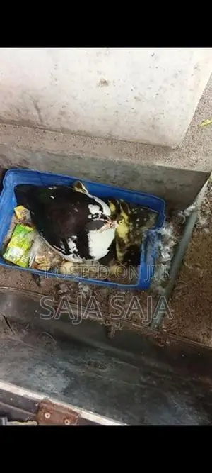 Duck Chick With Eggs - Poultry