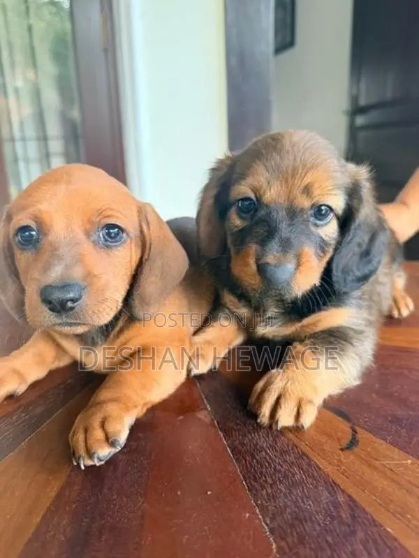Dachshund