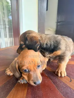 Dachshund