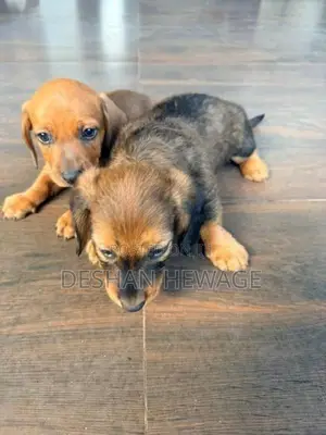 Dachshund