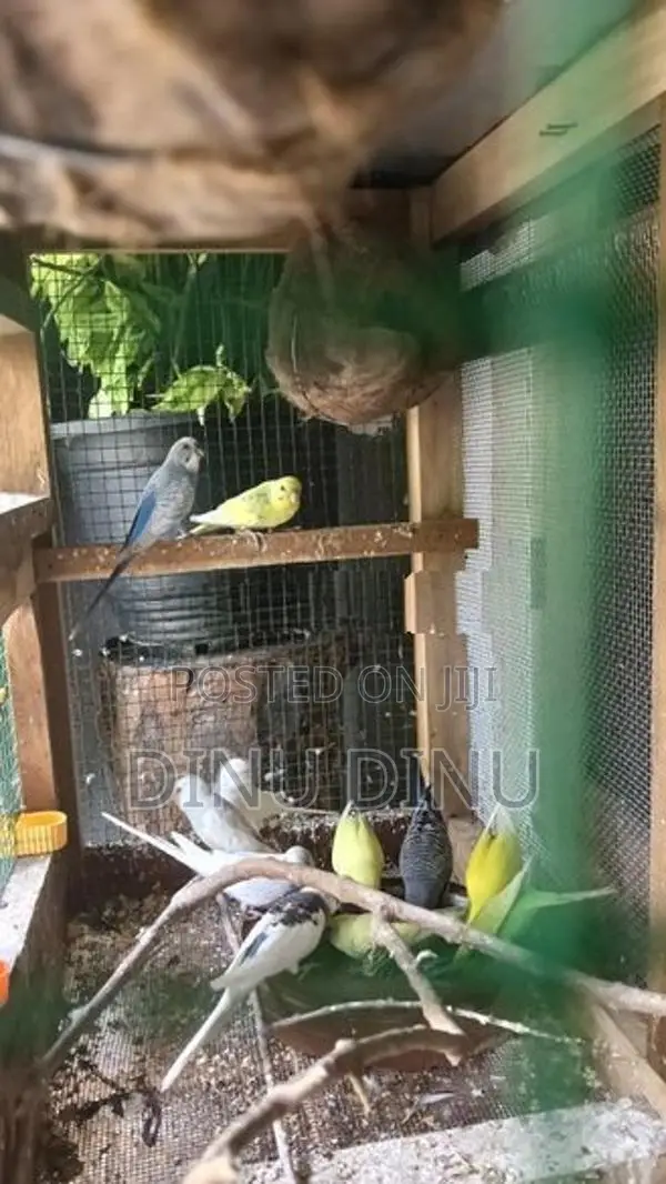 Love Birds
